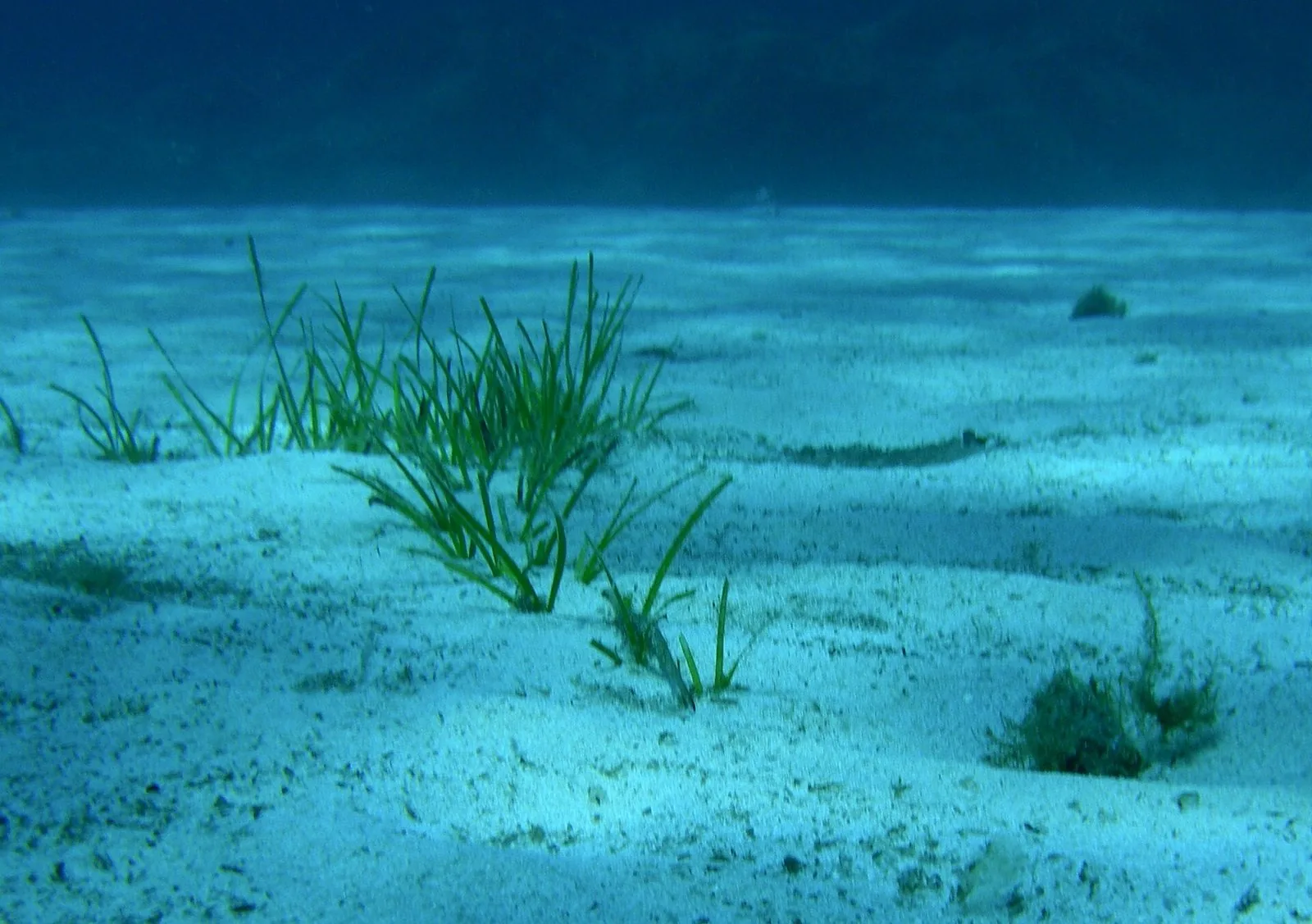 Ciuffi di posidonia su un fondale di sabbia chiara a sud-ovest dell'isola di Molara